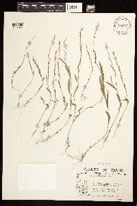 Polygonum douglasii image