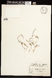 Polygonum douglasii image