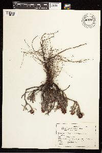 Media resource of Polygonum paronychia