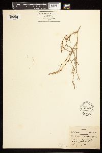 Polygonum ramosissimum image