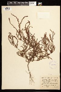 Polygonum ramosissimum image