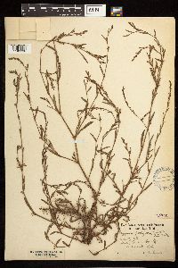 Polygonum ramosissimum image