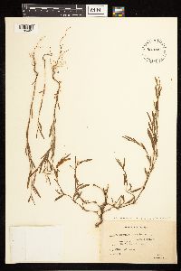 Polygonum ramosissimum image