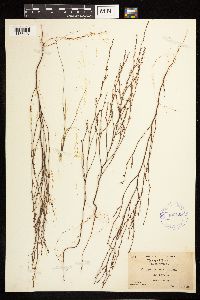 Polygonum tenue image