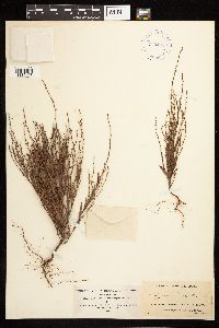 Polygonum tenue image