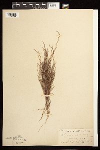 Polygonum tenue image