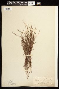 Polygonum tenue image