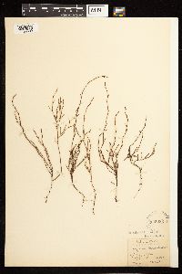 Polygonum tenue image