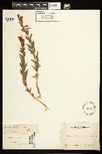 Epilobium canum image