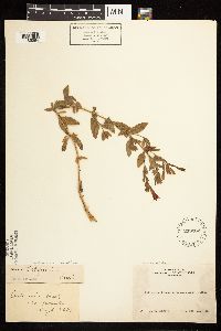 Epilobium canum image