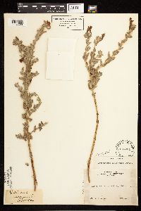 Epilobium canum image