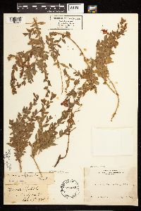 Epilobium canum image