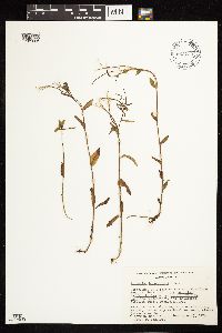 Epilobium hornemannii image