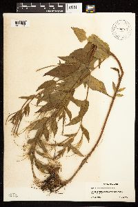 Epilobium hornemannii subsp. behringianum image