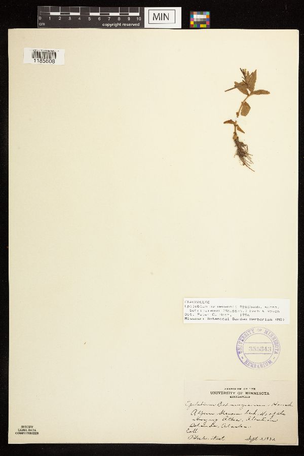 Epilobium hornemannii subsp. behringianum image