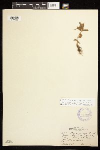 Epilobium hornemannii image