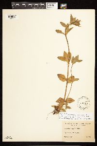 Epilobium hornemannii subsp. behringianum image