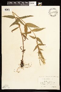 Epilobium hornemannii subsp. behringianum image