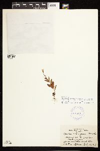 Epilobium hornemannii subsp. behringianum image