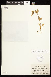 Epilobium hornemannii subsp. behringianum image