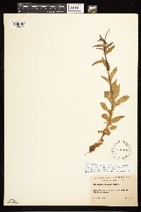 Epilobium hornemannii subsp. behringianum image