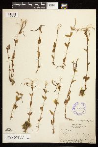 Epilobium hornemannii image