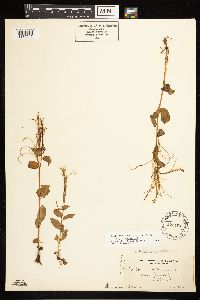 Epilobium hornemannii image