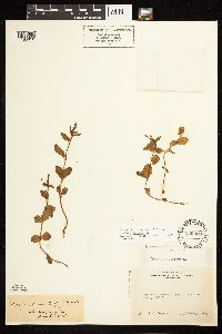 Epilobium hornemannii image