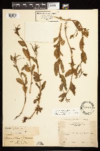 Epilobium hornemannii image