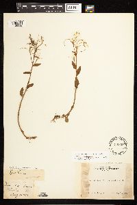 Epilobium hornemannii image
