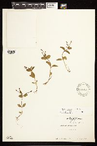 Epilobium hornemannii image