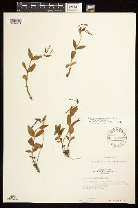 Epilobium hornemannii image