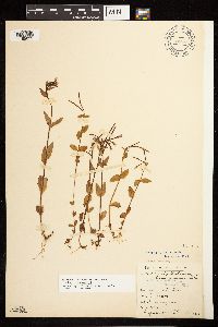 Epilobium hornemannii image