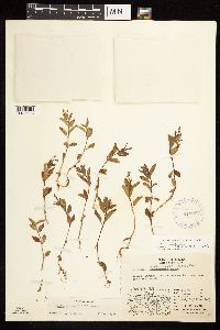 Epilobium hornemannii image