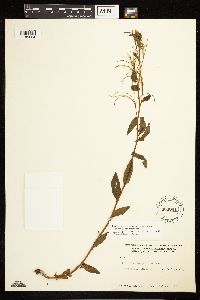Epilobium hornemannii image