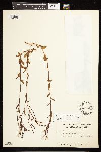 Epilobium hornemannii image