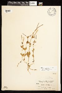Epilobium hornemannii image