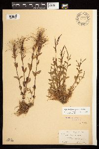Epilobium hornemannii image