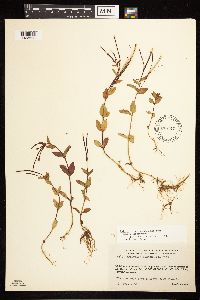 Epilobium hornemannii image