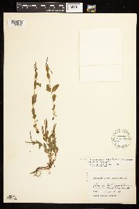 Epilobium hornemannii image