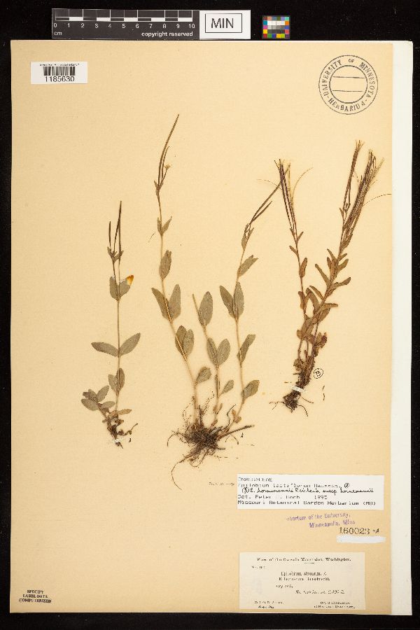 Epilobium alpinum image