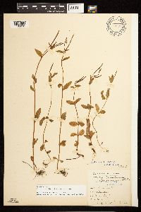 Epilobium lactiflorum image