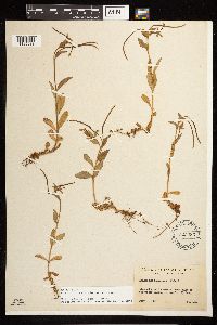 Epilobium lactiflorum image