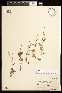 Epilobium lactiflorum image