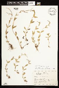 Epilobium lactiflorum image