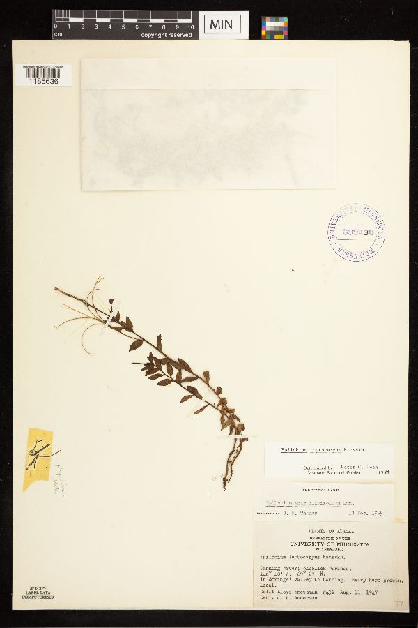 Epilobium leptocarpum image