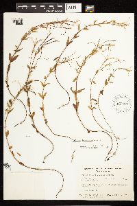 Epilobium leptocarpum image
