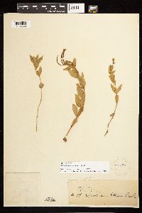 Epilobium luteum image