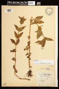 Epilobium luteum image