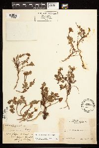 Epilobium obcordatum image